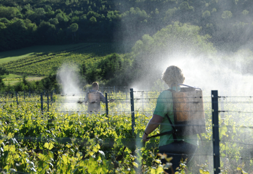 Vins bio et dynamiques dans le Jura