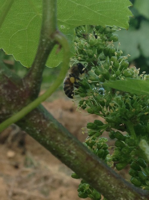Nos vignes dans le Jura