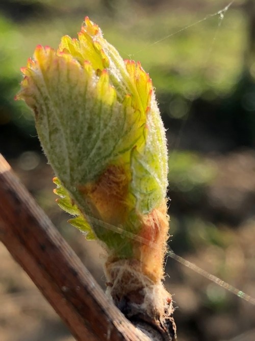 Nos vignes dans le Jura