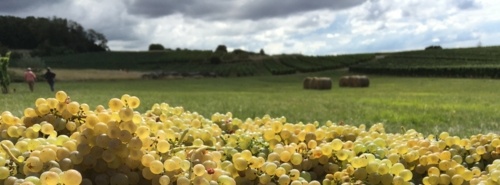 Terroir viticole dans le Jura