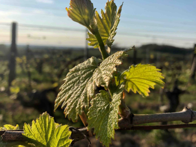 Votre vin blanc dans le Jura