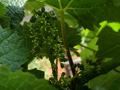 Visite d'un domaine viticole dans le Jura