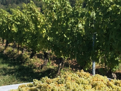 Domaine viticole dans le Jura
