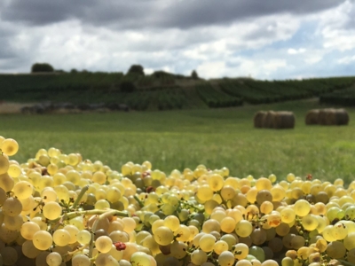 Terroir viticole dans le Jura