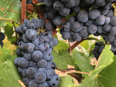 Notre vin biodynamique en Jura