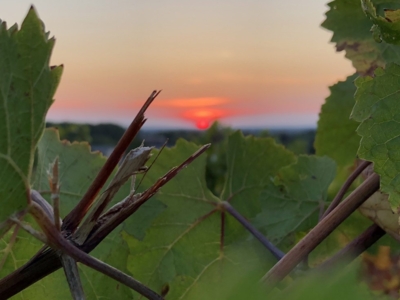 Notre terroir dans le Jura