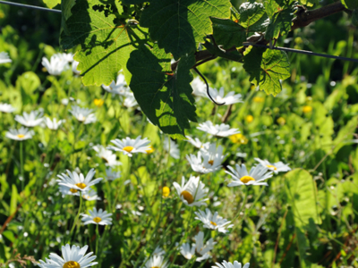 Domaine viticole dans le Jura