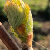 Nos vignes dans le Jura