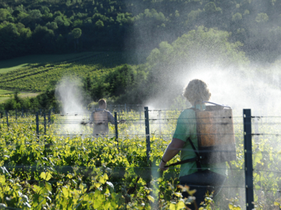 Vins bio et dynamiques dans le Jura