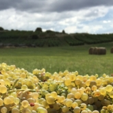 Terroir viticole dans le Jura