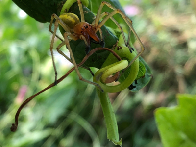 Nos vignes dans le Jura