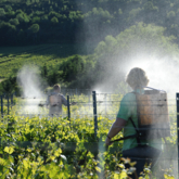 Vins bio et dynamiques dans le Jura