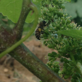 Nos vignes dans le Jura