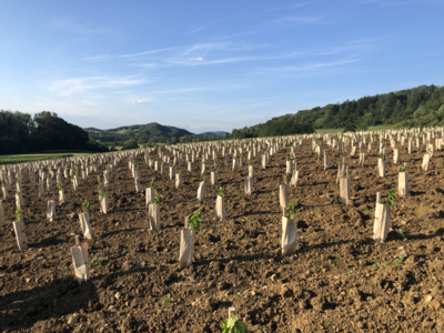 Nos vignes dans le Jura