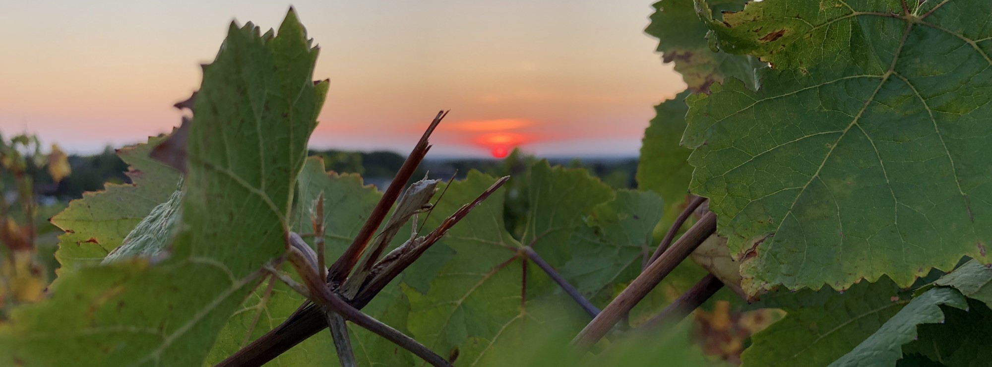 DES VINS EPANOUIS EN BIODYNAMIE DANS LE JURA