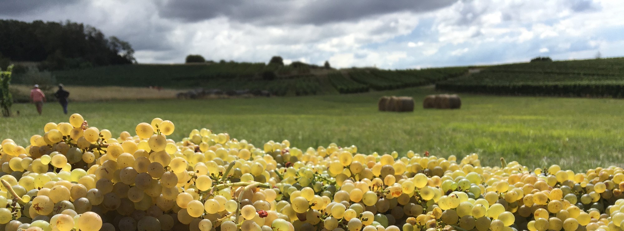 DES VINS EPANOUIS EN BIODYNAMIE DANS LE JURA
